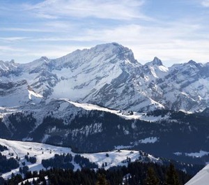 Sapin Bleu 