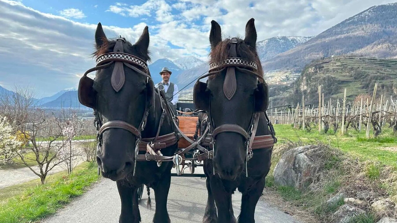 Photo of Others in Valtellina