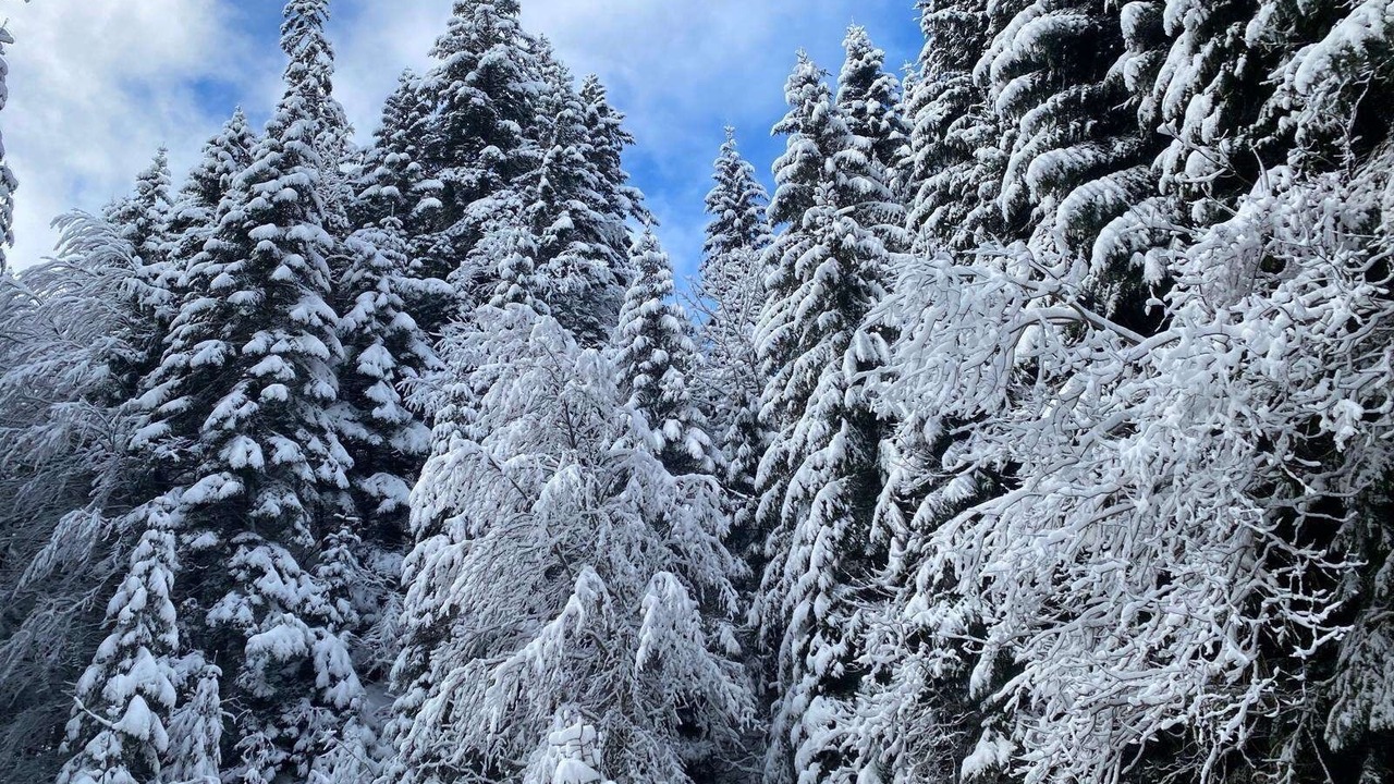 Photo of Others in Torgon