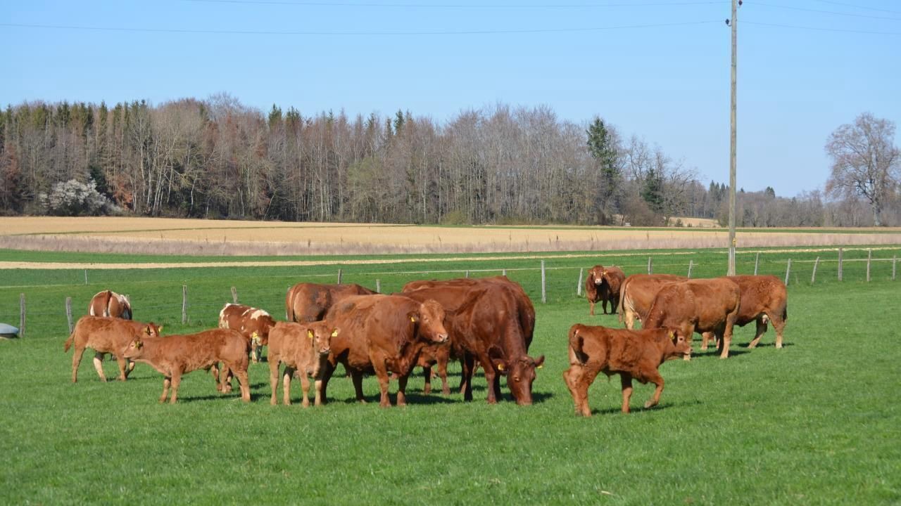 Photo of Others in Haute-Ajoie
