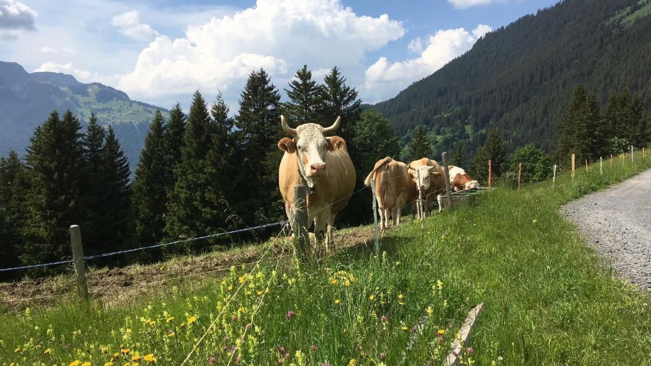 Photo of Others in Wengen