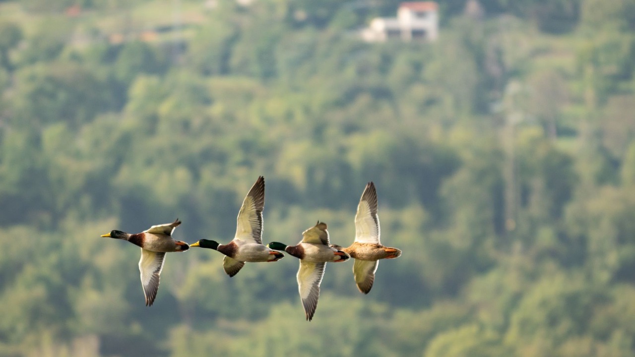 Photo of Others in Zorzino