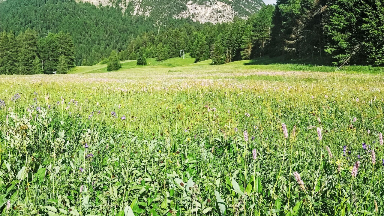 Photo of Others in La Punt-Chamues-ch