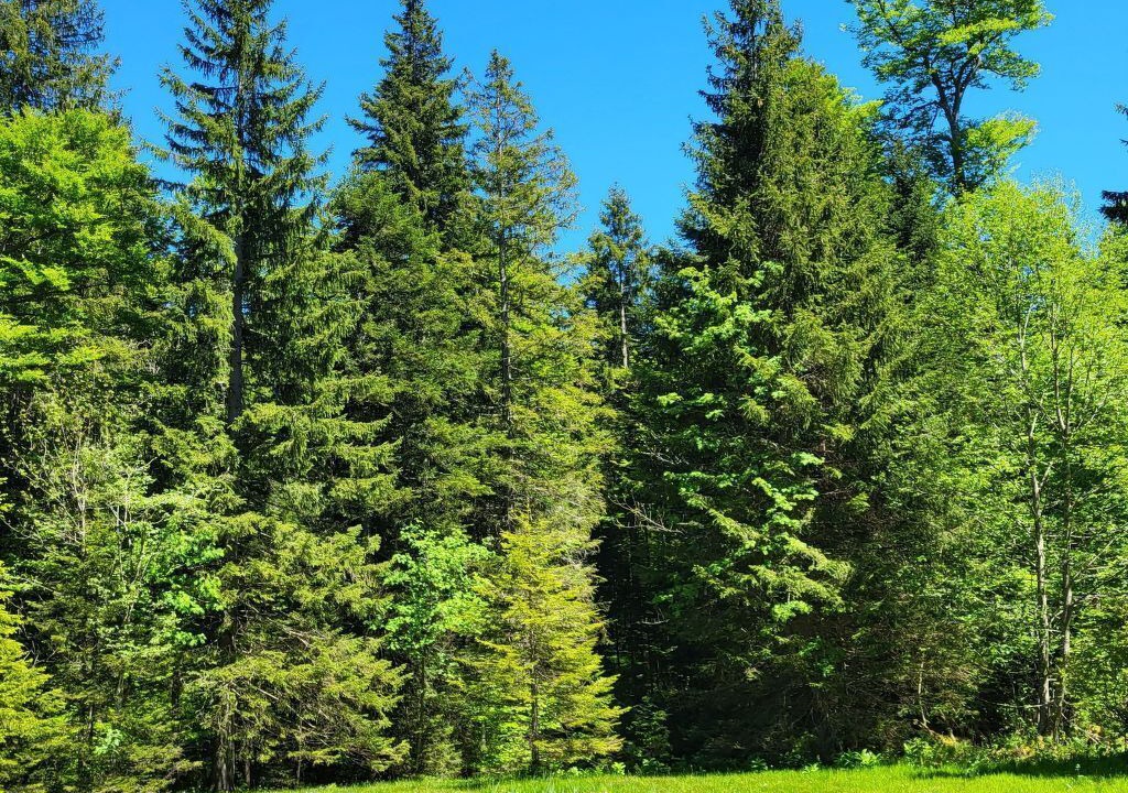 Photo of Others in Giswil