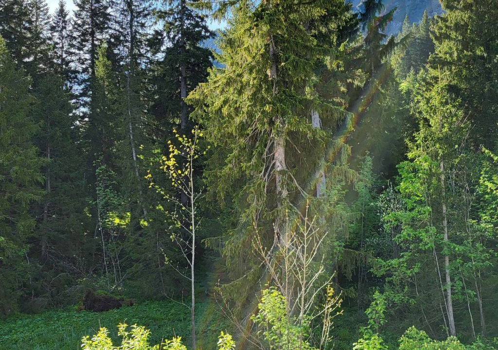 Photo of Others in Giswil