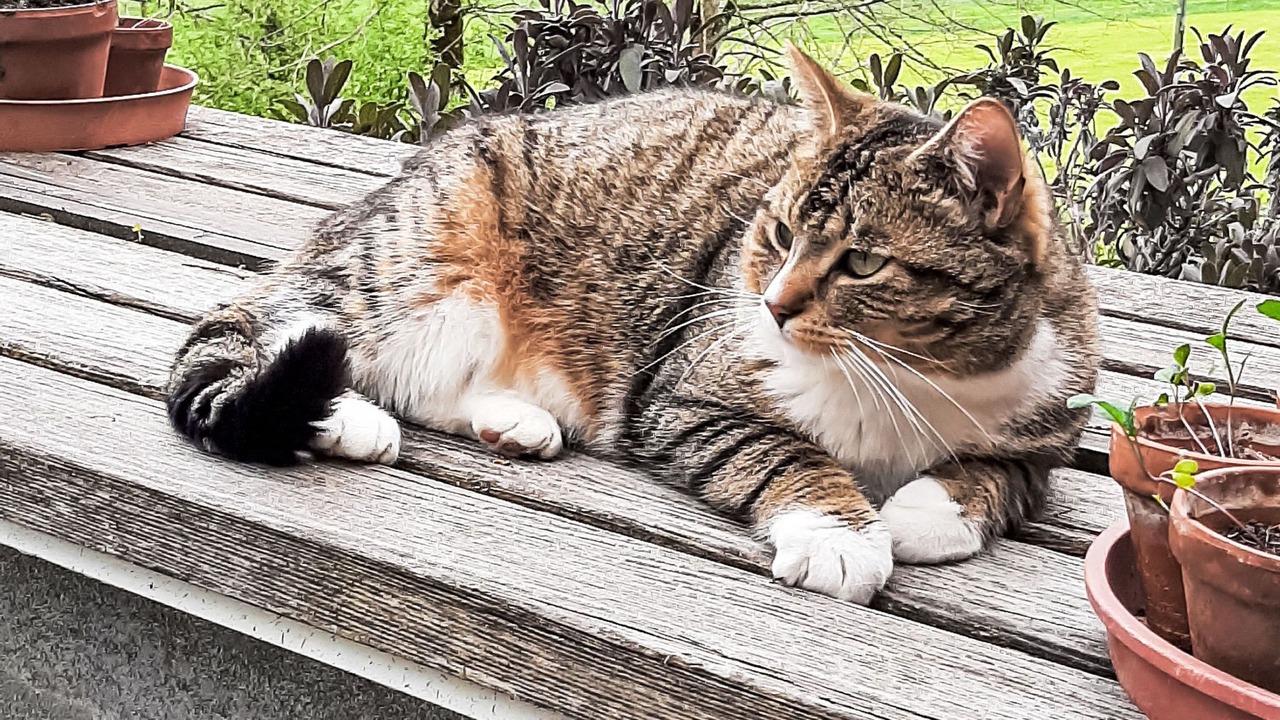 Photo of Others in Schangnau