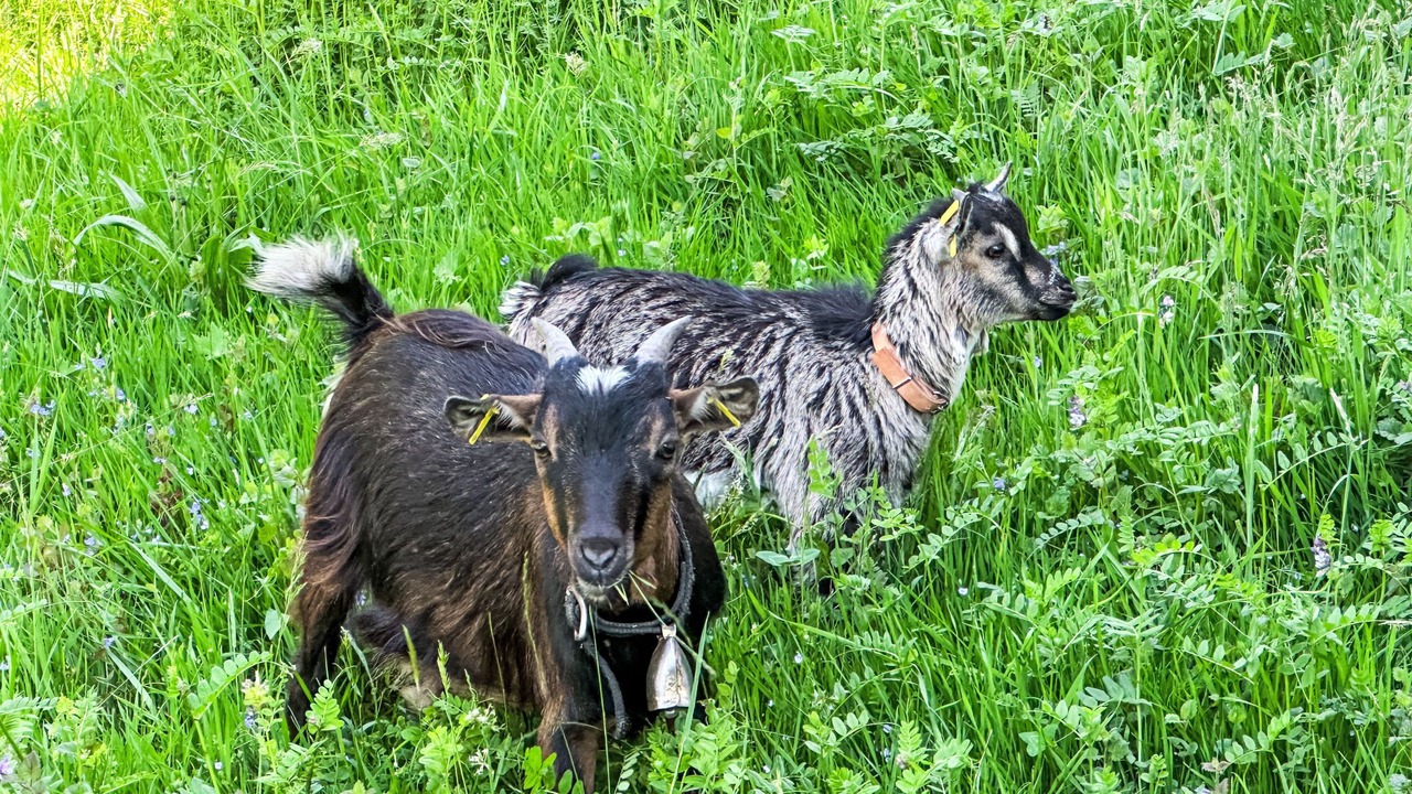 Photo of Others in Oberaegeri