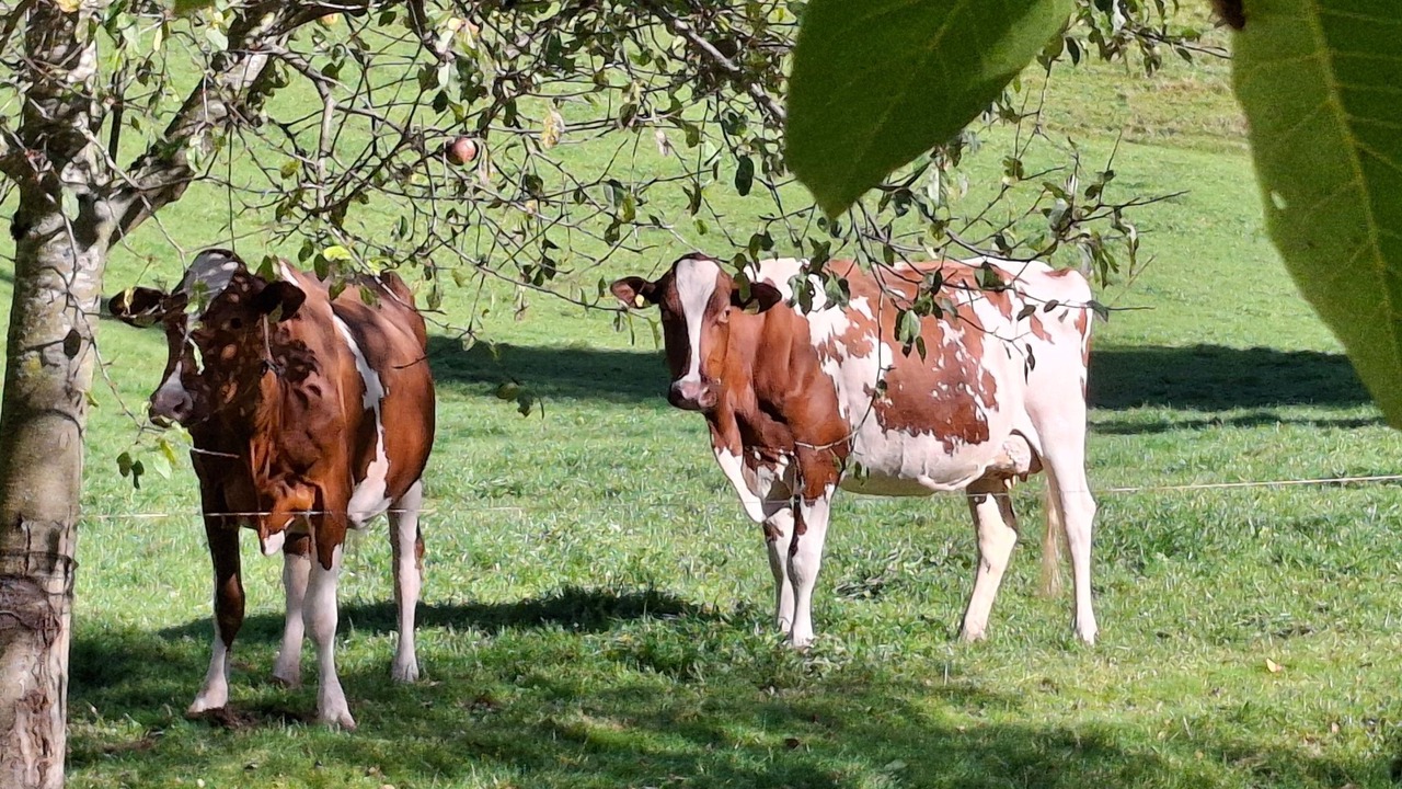 Photo of Others in Bowil
