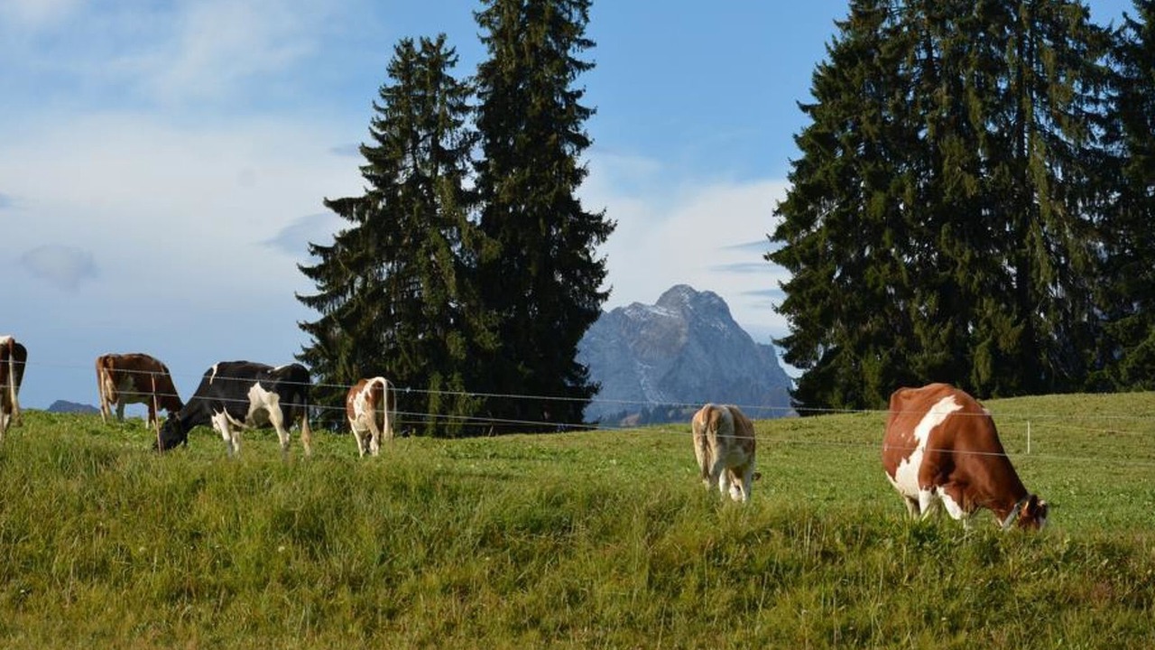 Photo of Others in Saanenmoeser