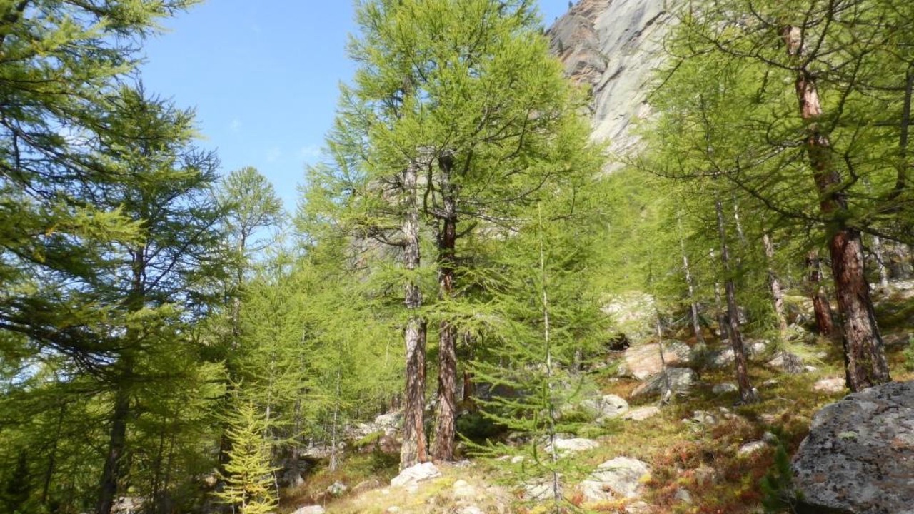 Photo of Others in Saas Almagell