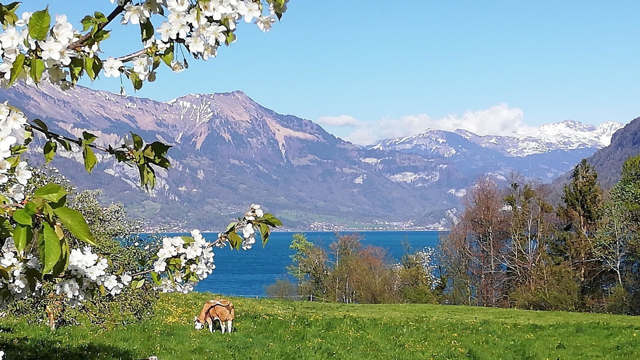 Photo of Others in Niederried bei Interlaken