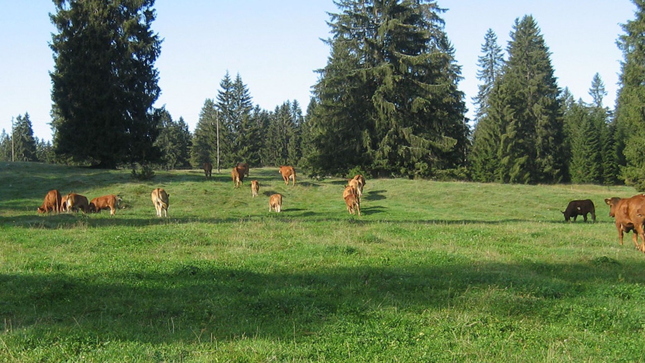 Photo of Others in Les Breuleux