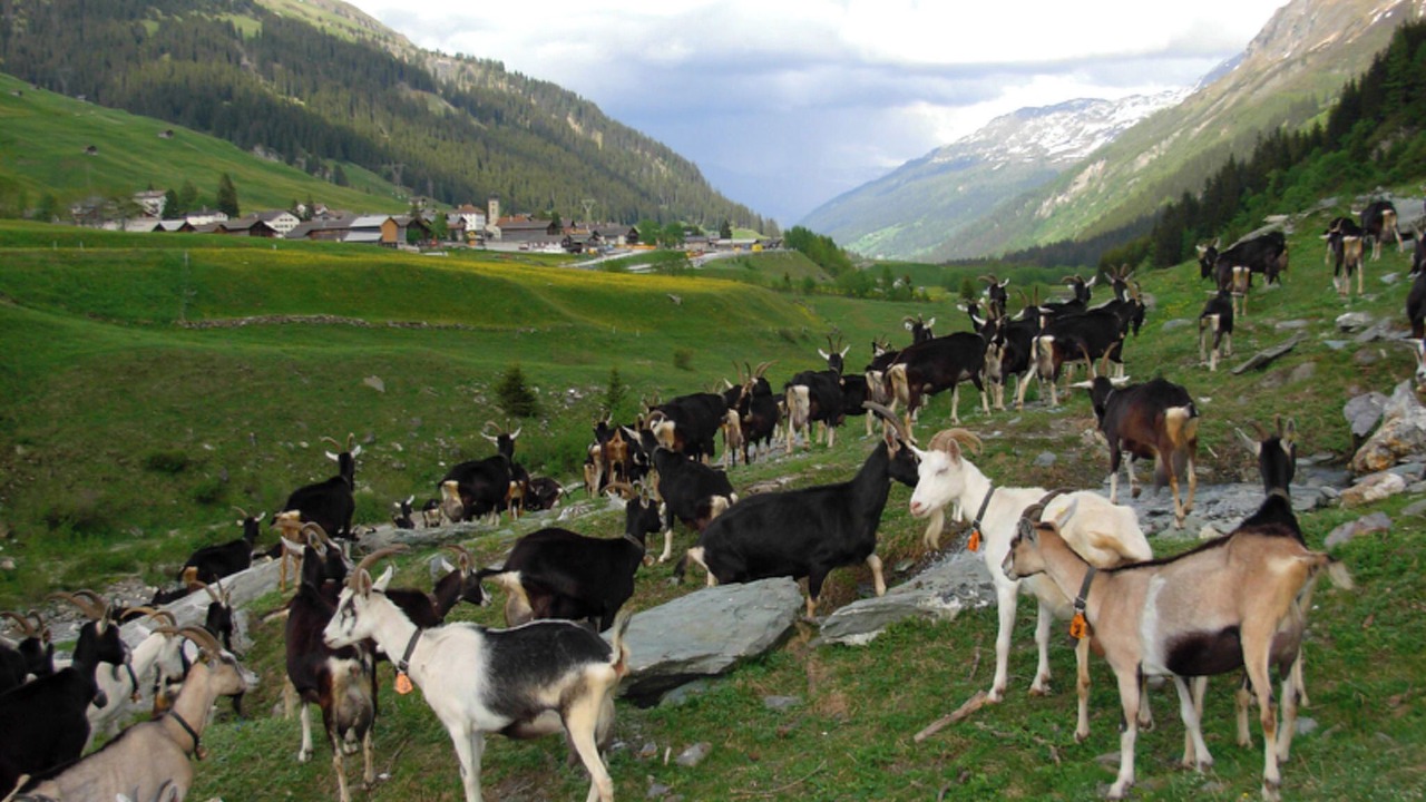 Photo of Others in Nufenen