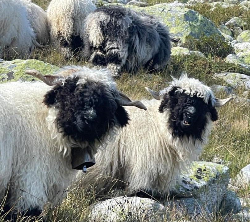 Photo of Others in Obergesteln