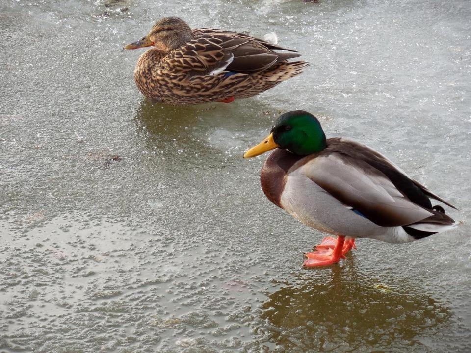 Photo of Others in Linthal