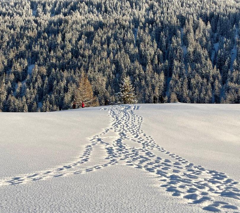 Photo of Others in Obergesteln