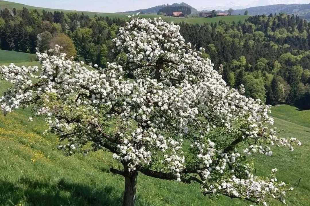 Photo of Others in Oberbalm