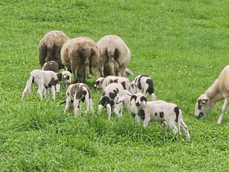 Photo of Others in St. Gallen