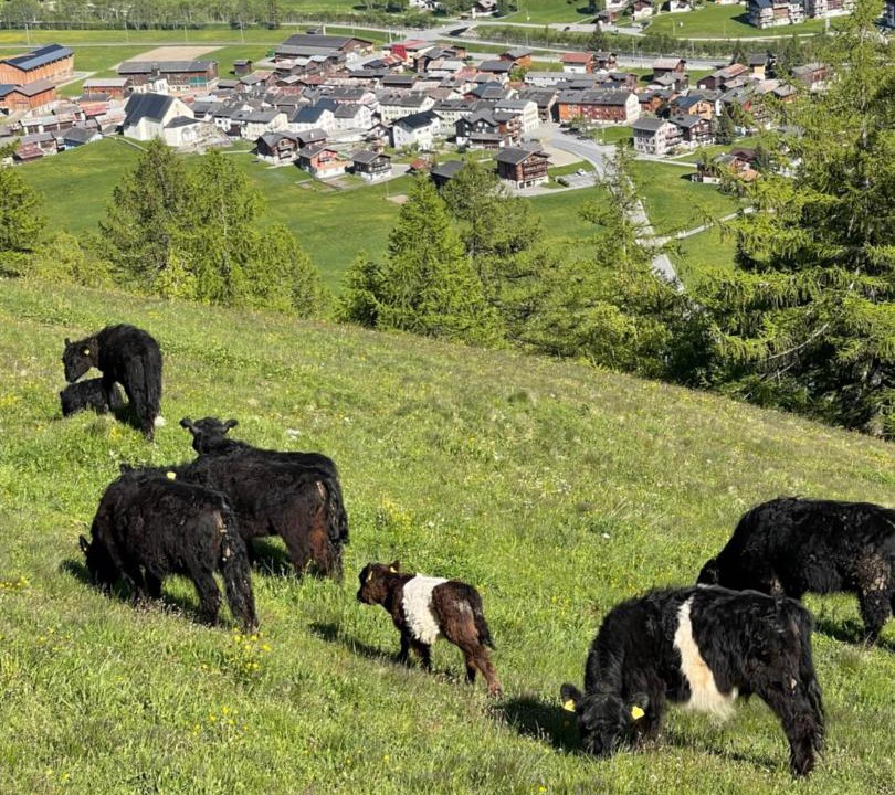 Photo of Others in Obergesteln