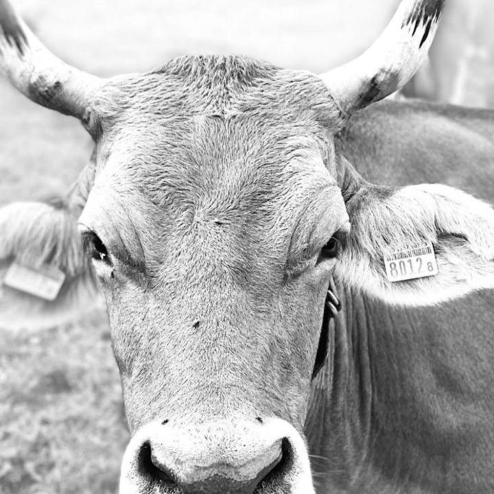 Photo of Others in Lenk