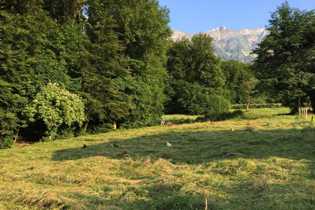 Photo of Others in Boenigen