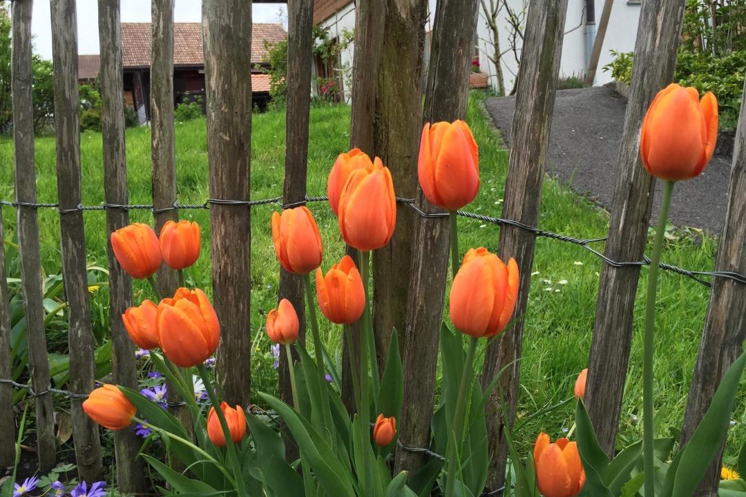 Photo of Others in Boenigen
