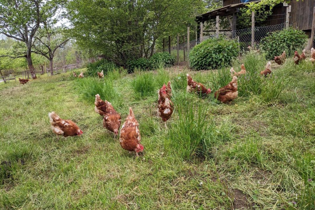 Photo of Others in Haute-Sorne