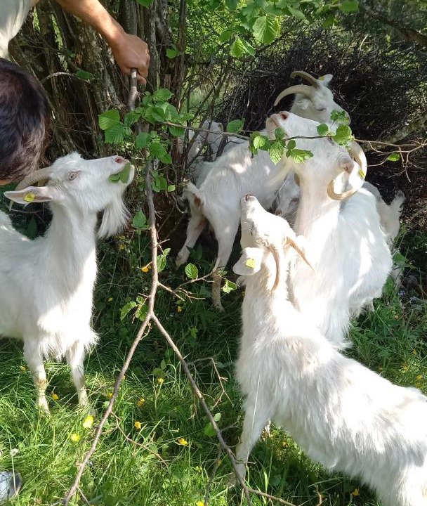 Photo of Others in Haute-Sorne