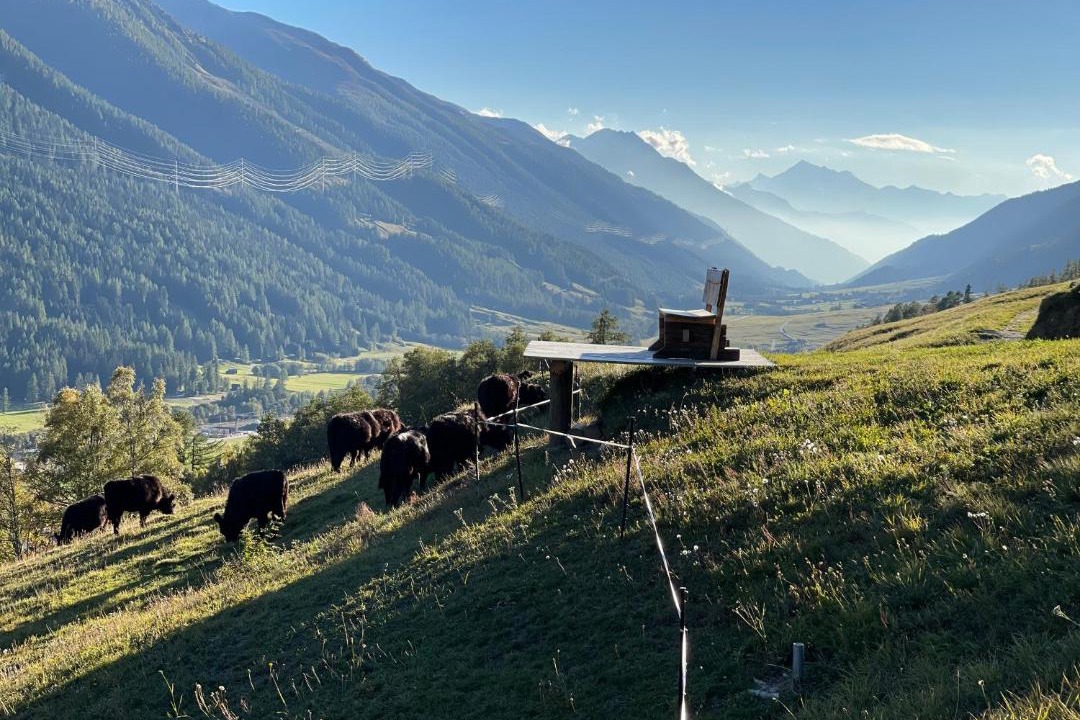 Photo of Others in Obergesteln
