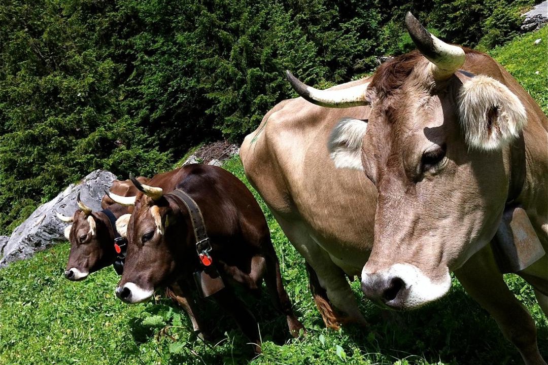 Photo of Others in Boenigen