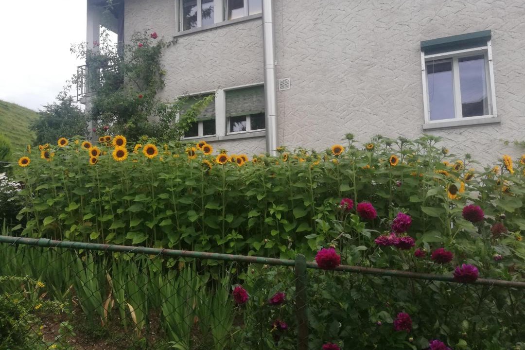 Photo of Others in St. Gallen
