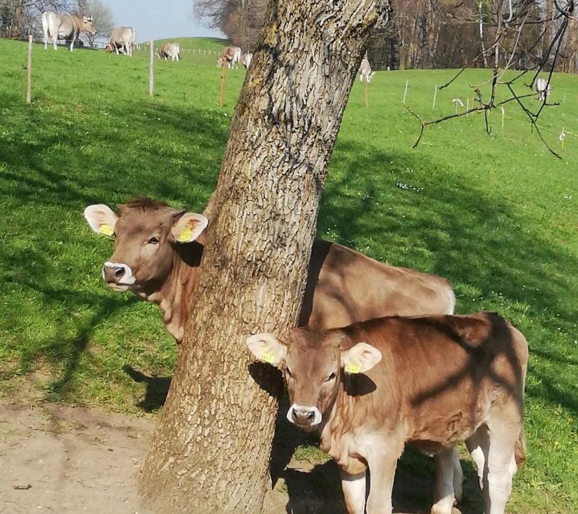 Photo of Others in St. Gallen