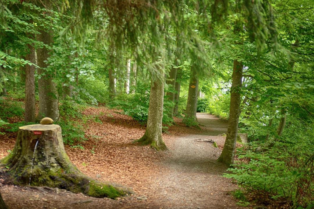 Photo of Others in Beinwil am See