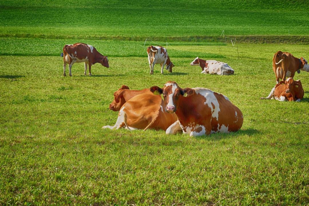 Photo of Others in Beinwil am See