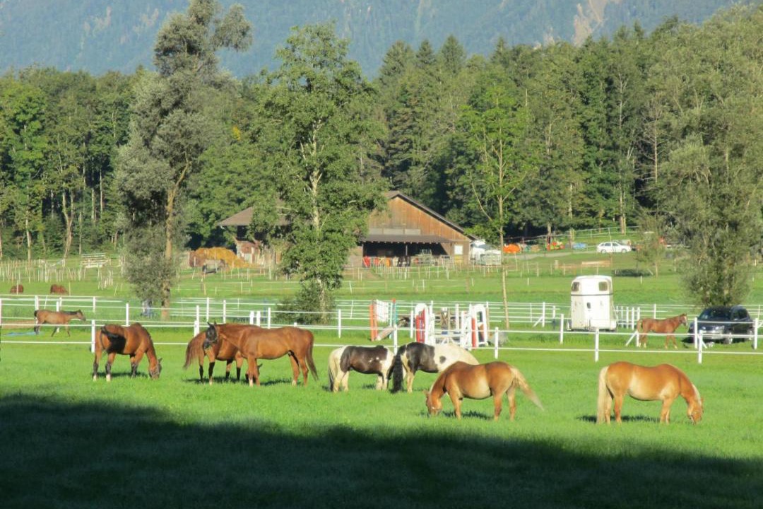 Photo of Others in Brienzwiler