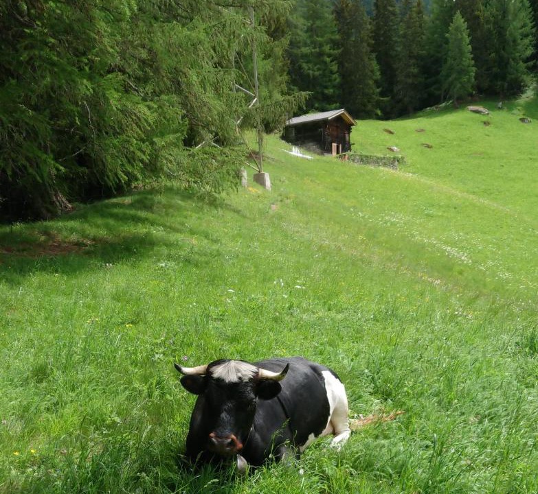 Photo of Others in Ulrichen