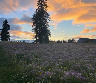 Leysin Other | Place for camping car at leysin